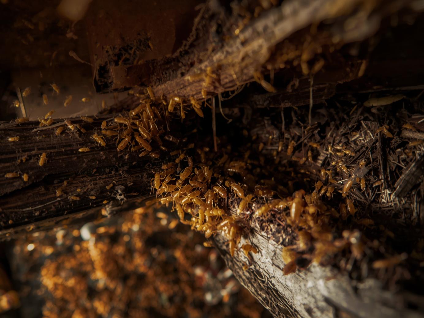 termites eating a home in Platte City