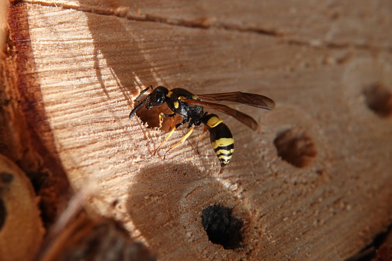 wasp sitting on wasp nest