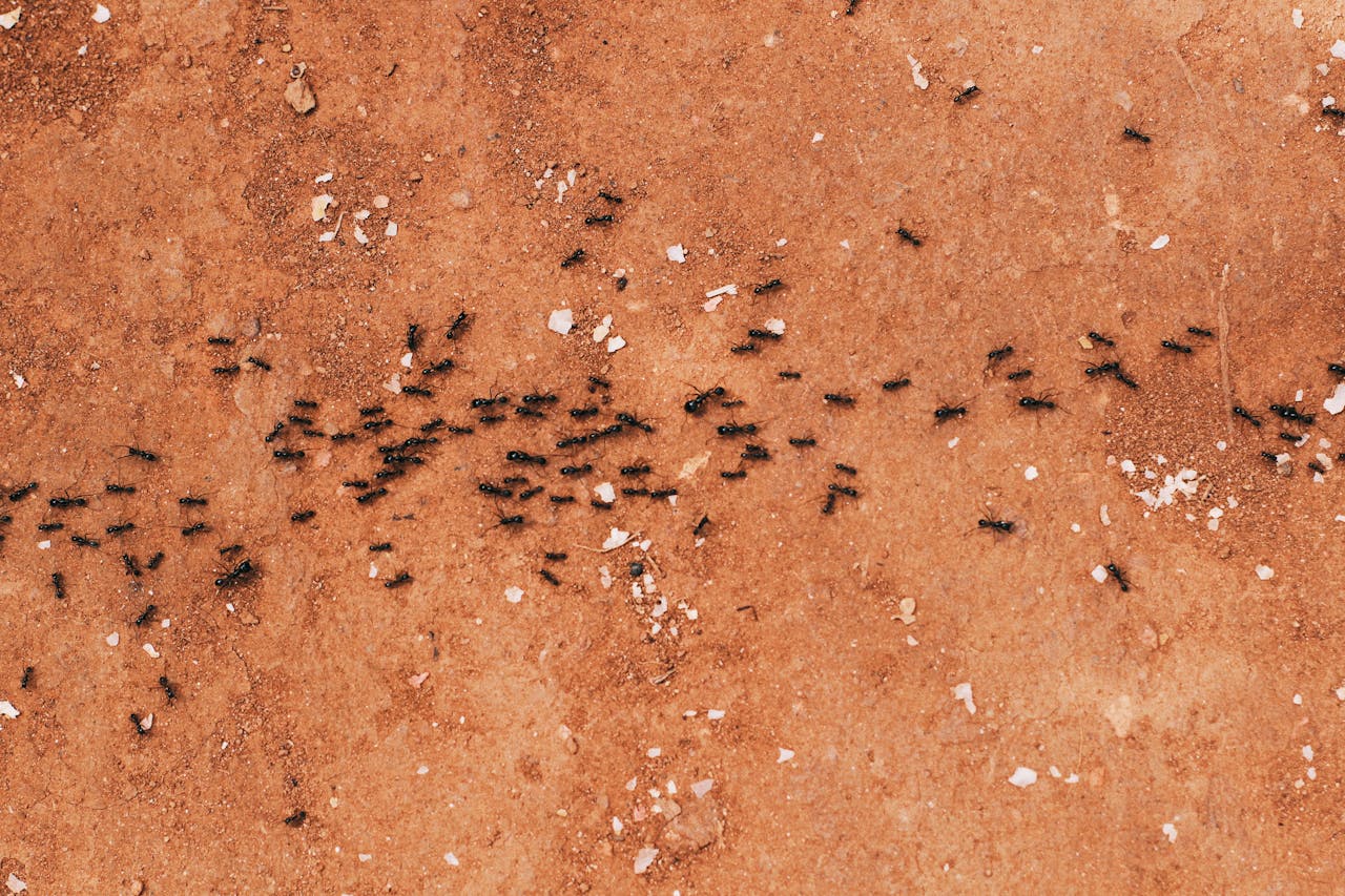 ant swarm on the ground