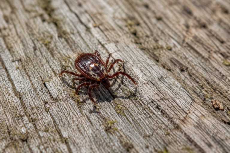 tick living on a tree in a Kansas City yard